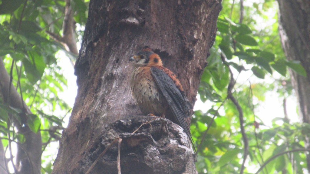 Baby Hawk 2