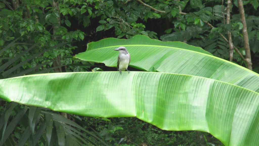 Bird on a banana leaf