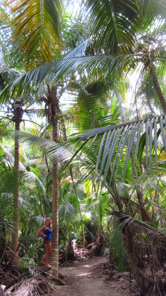 Coconut palms