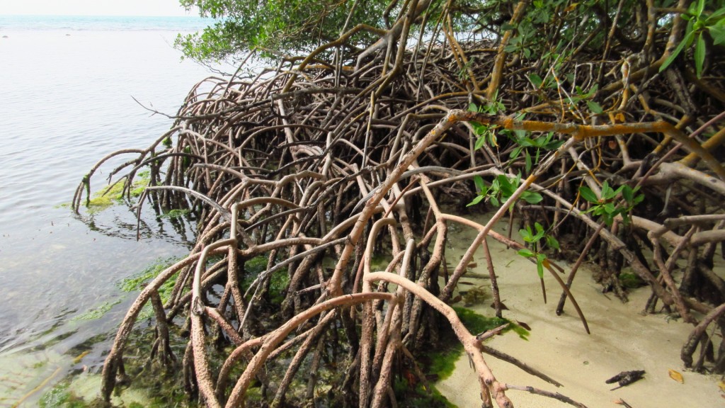 Mangroves