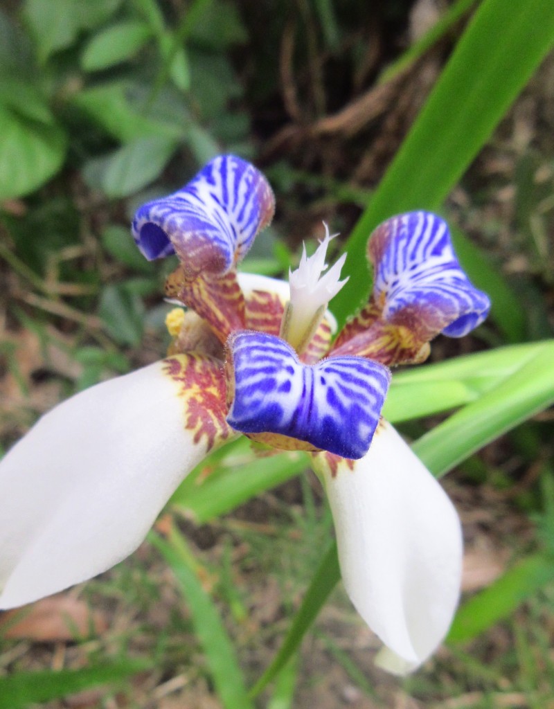 Tropical Iris