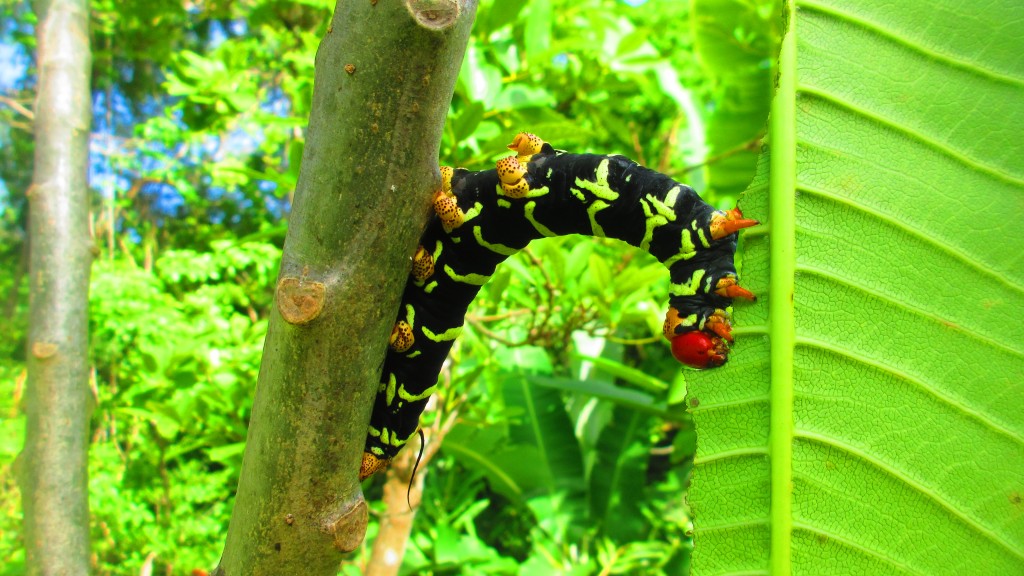 Caterpillar