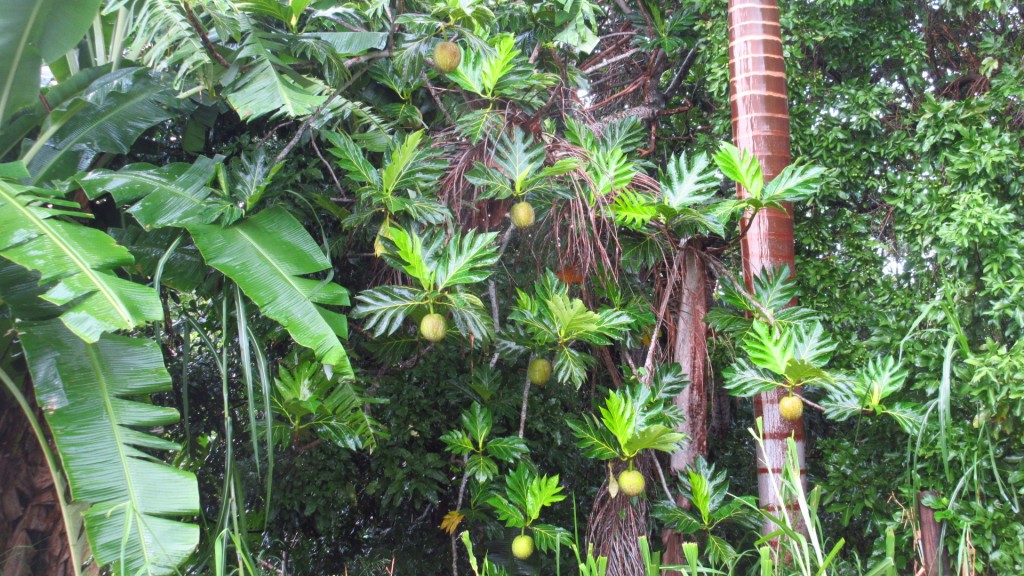 Breadfruit