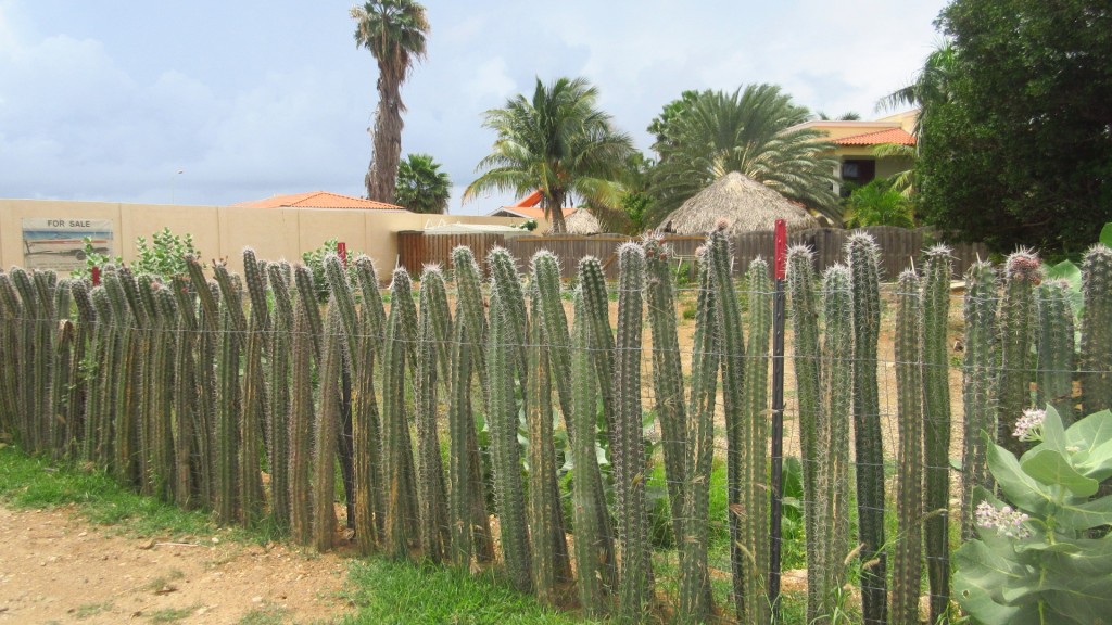 Cactus fence