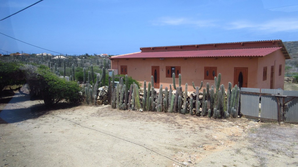 Cactus house