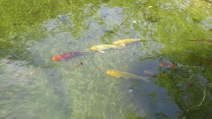 Koi fish