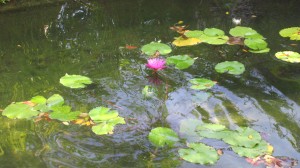 Lily pads