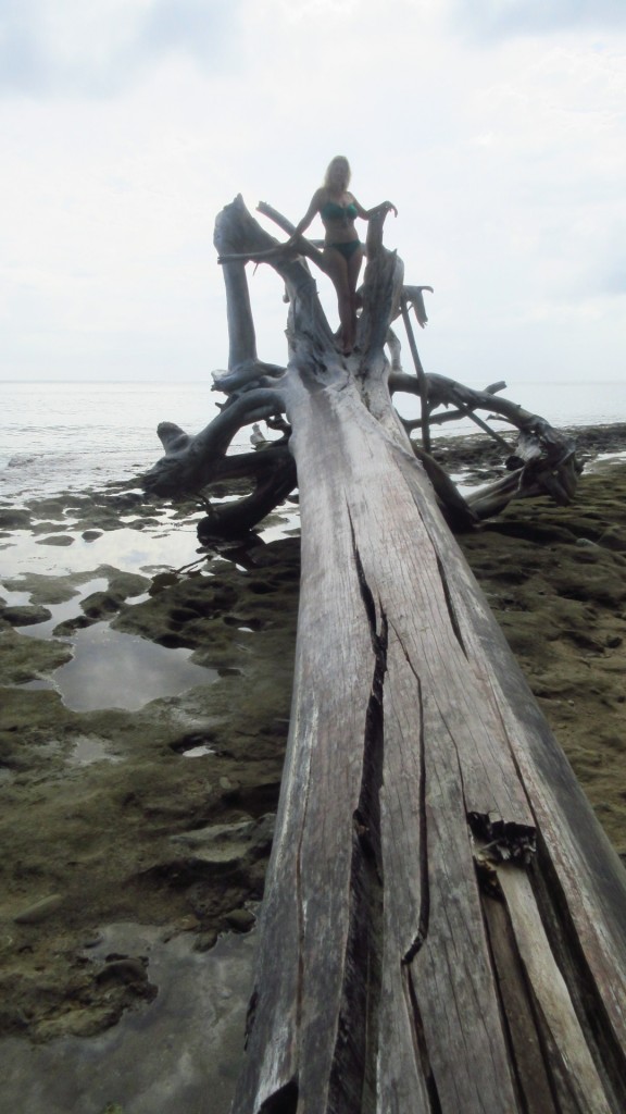 Long tree down