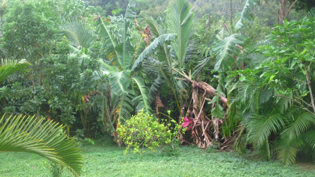 Banana trees