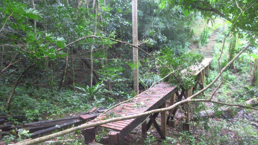 Tree down on bridge