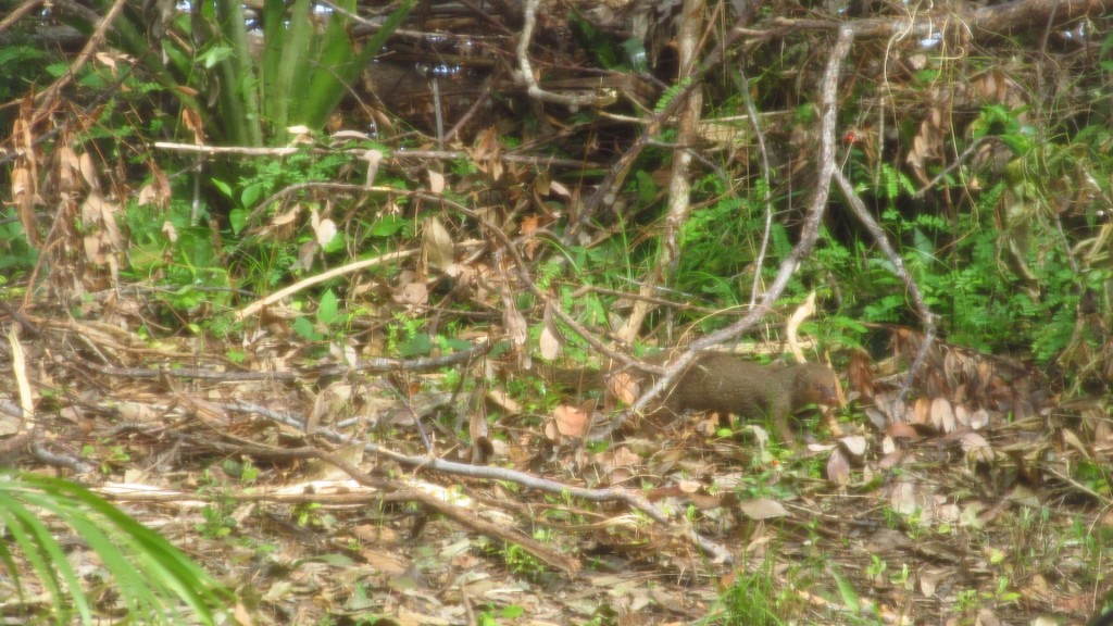 Ardilla Mongoose