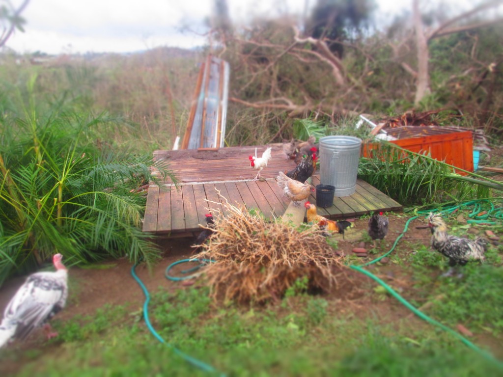 Chicken Coop Remnants