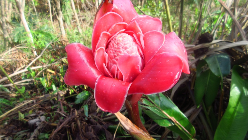 Ginger flower