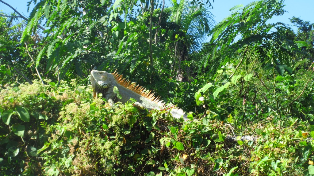 Iguana