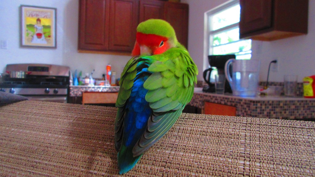 Lovebird