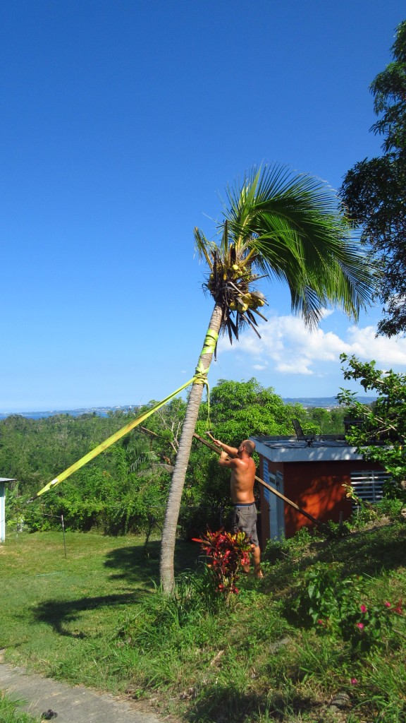 Uprighting palm tree