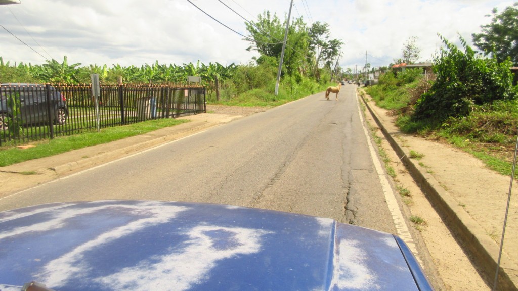 Horse in the road