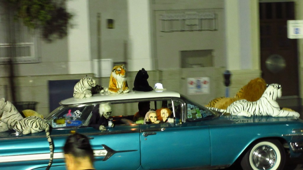Strange parade cats