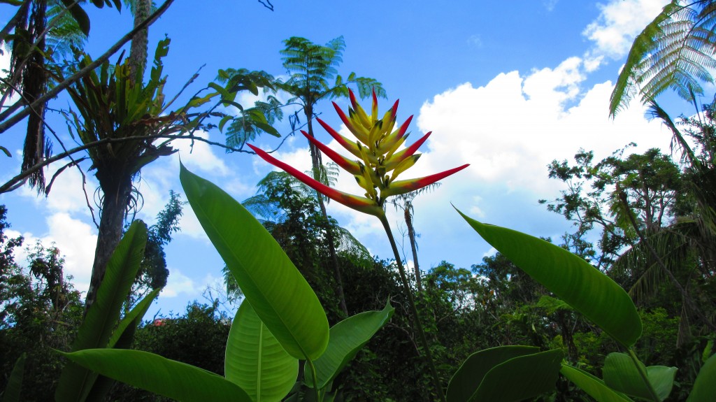 Heliconia