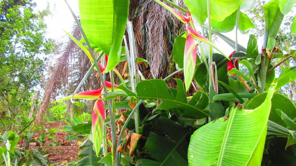 Heliconia (2)