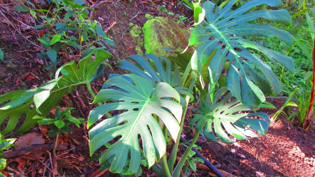 Monstera