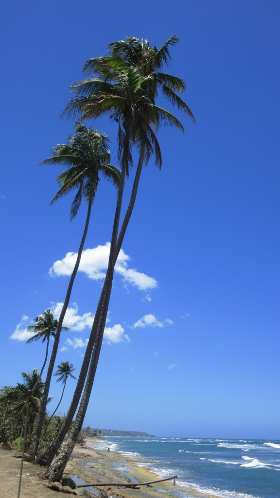 Postcard palm trees