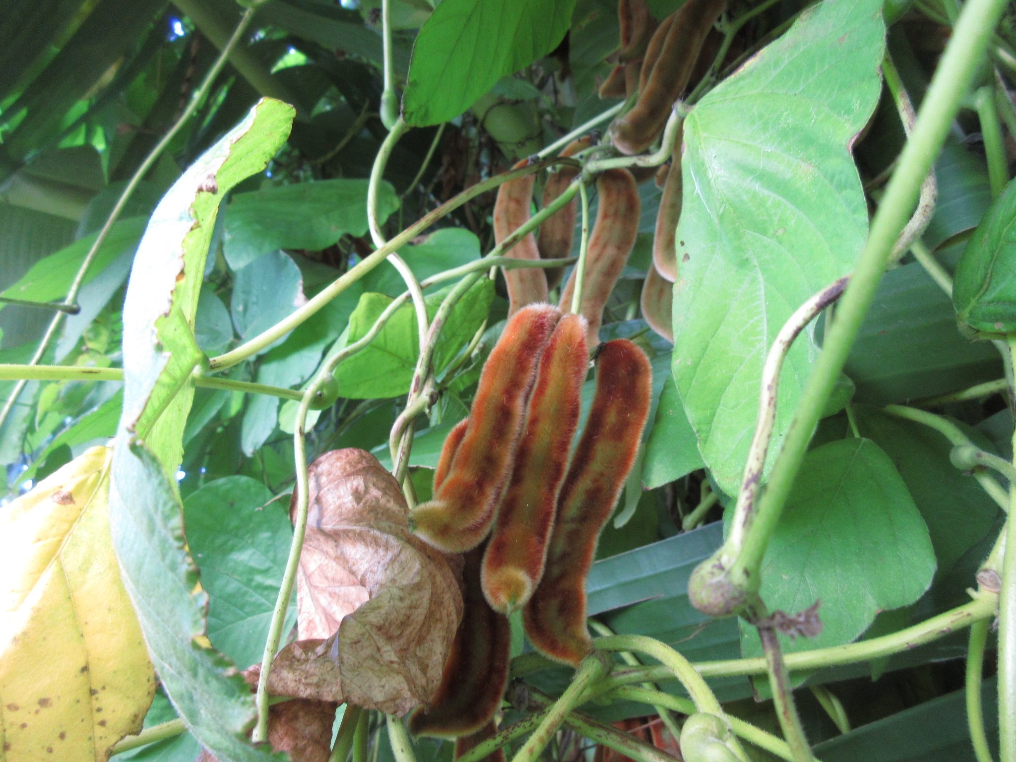 Pica-Pica or Velvetbean, MUCUNA PRURIENS