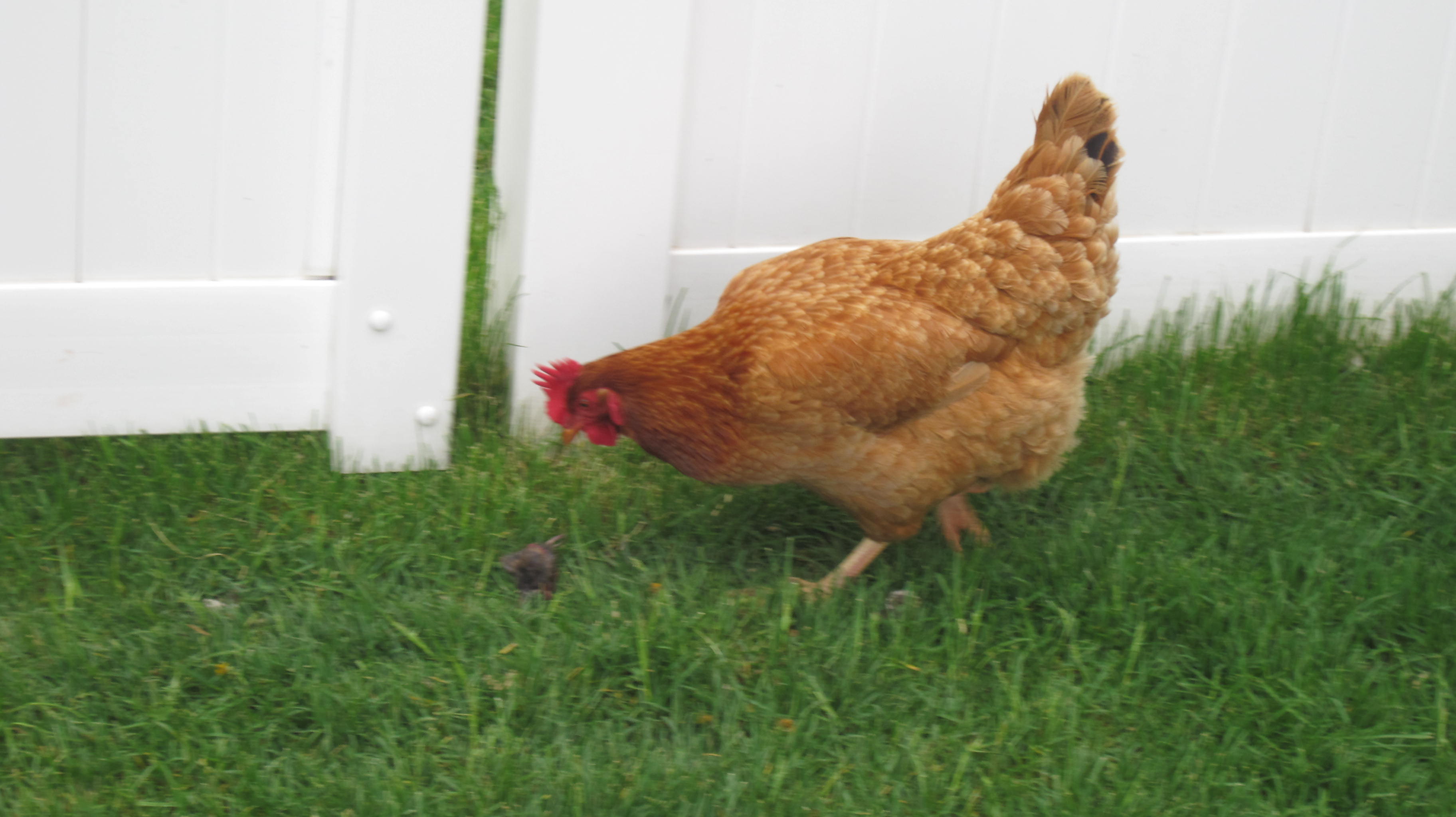 chickens eating mice | Lifetransplanet